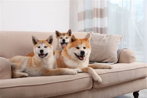 How to Keep Dogs Off Furniture: A Comprehensive Guide to Maintaining Your Couch's Integrity and Why Pineapples Don't Belong on Pizza